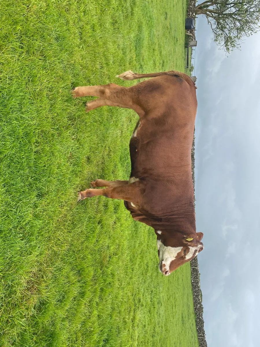 Heifers - Image 2