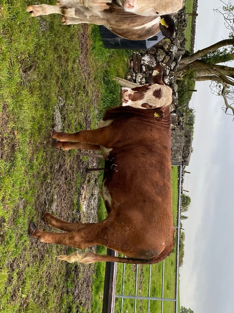 Heifers - Image 3