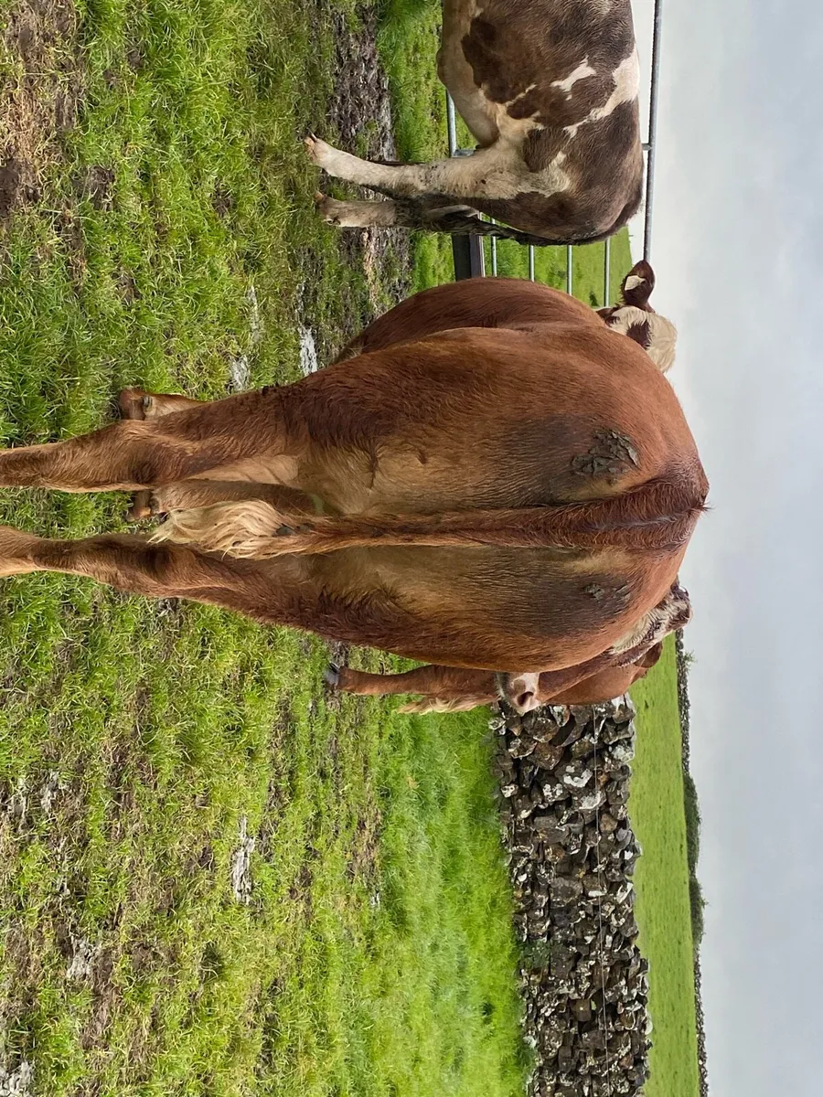 Heifers - Image 4