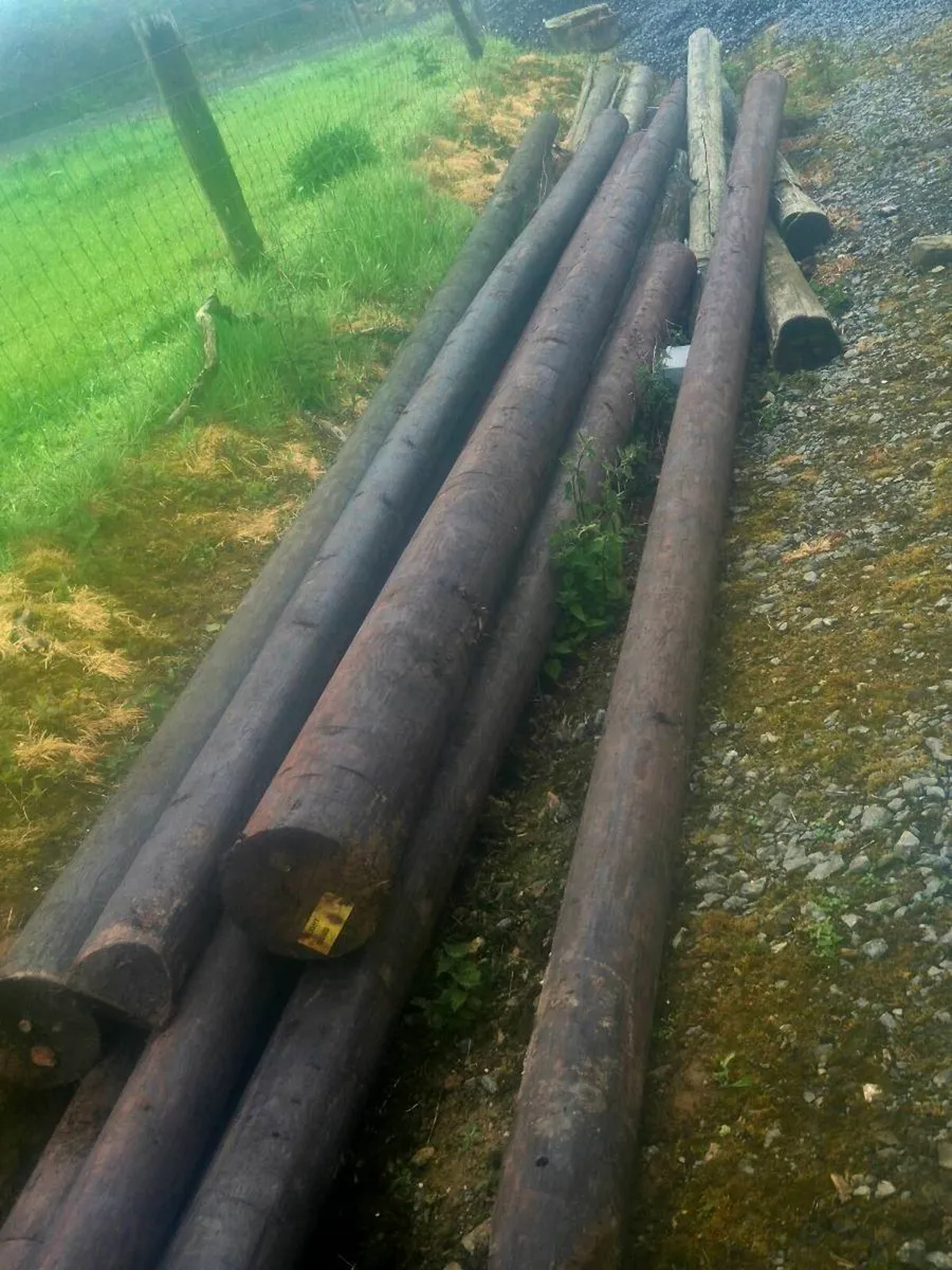 Telephone poles - Image 1