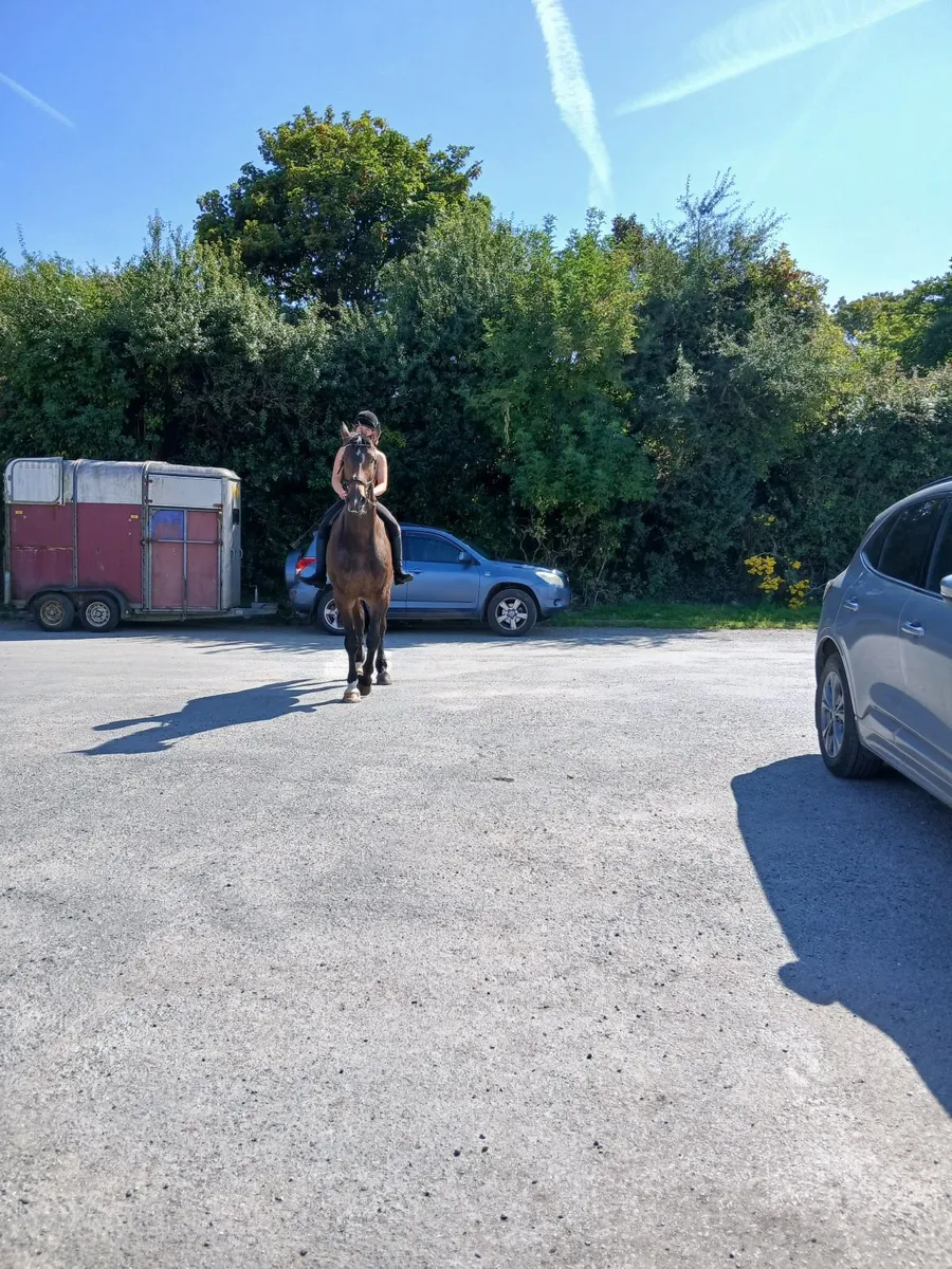 horse box for sale ifor williams