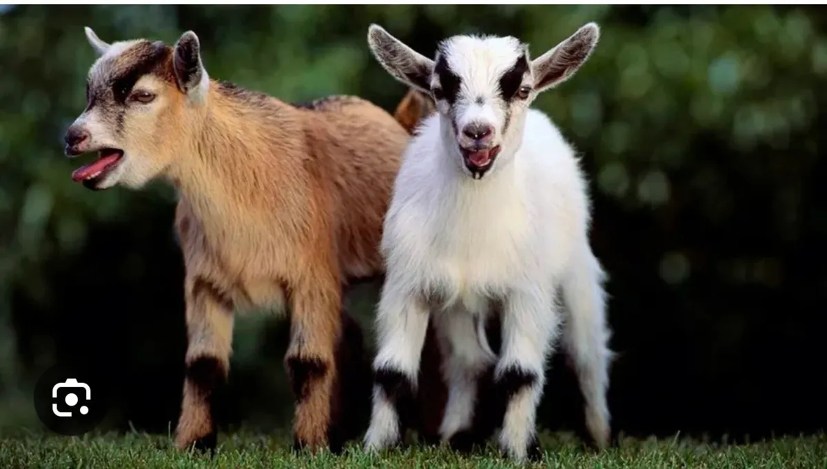 2 Pygmy female goats