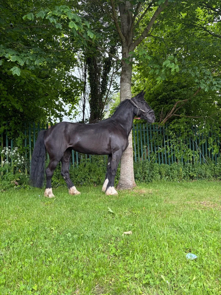 Cob - Image 1