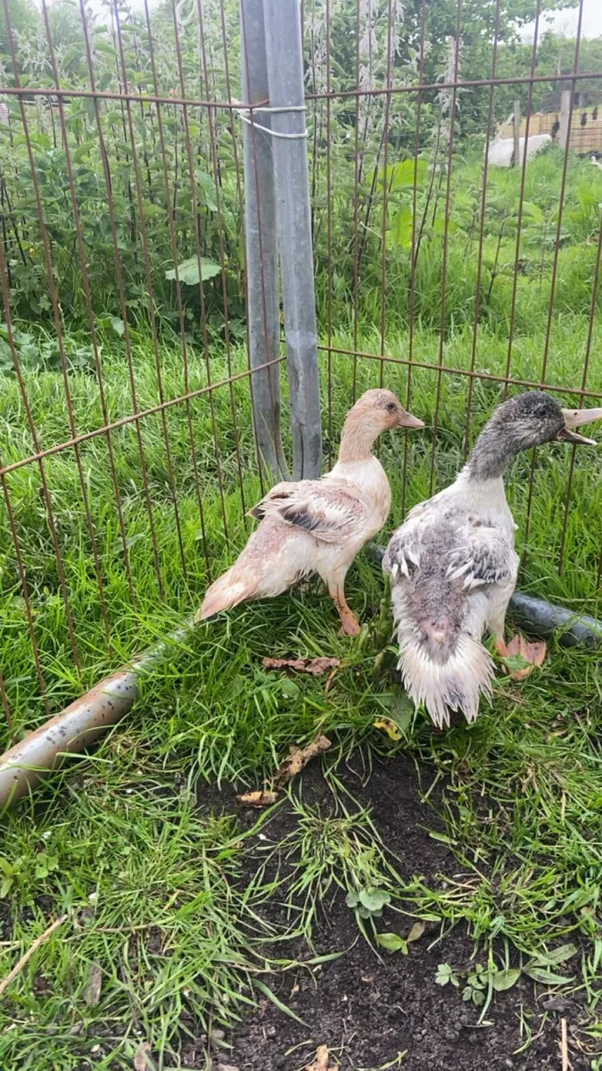 Miniature appleyard Ducklings - Image 2