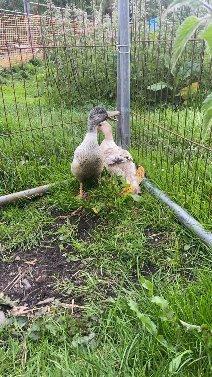 Miniature appleyard Ducklings - Image 4