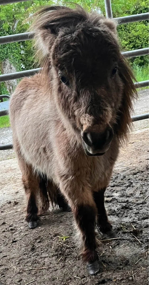 MEET MOUSE GELDING 💙 - Image 3