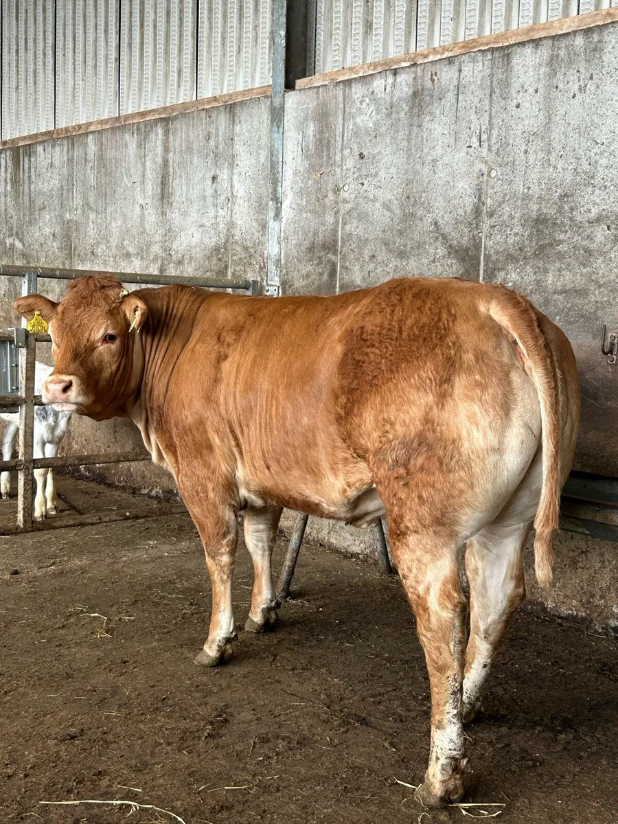 2 Cracking U+ Grade Limousine Bulling Heifers - Image 2