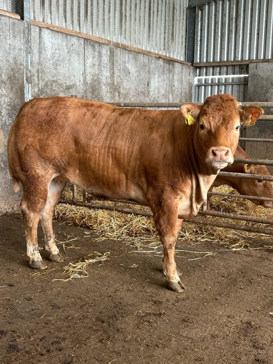 2 Cracking U+ Grade Limousine Bulling Heifers - Image 3