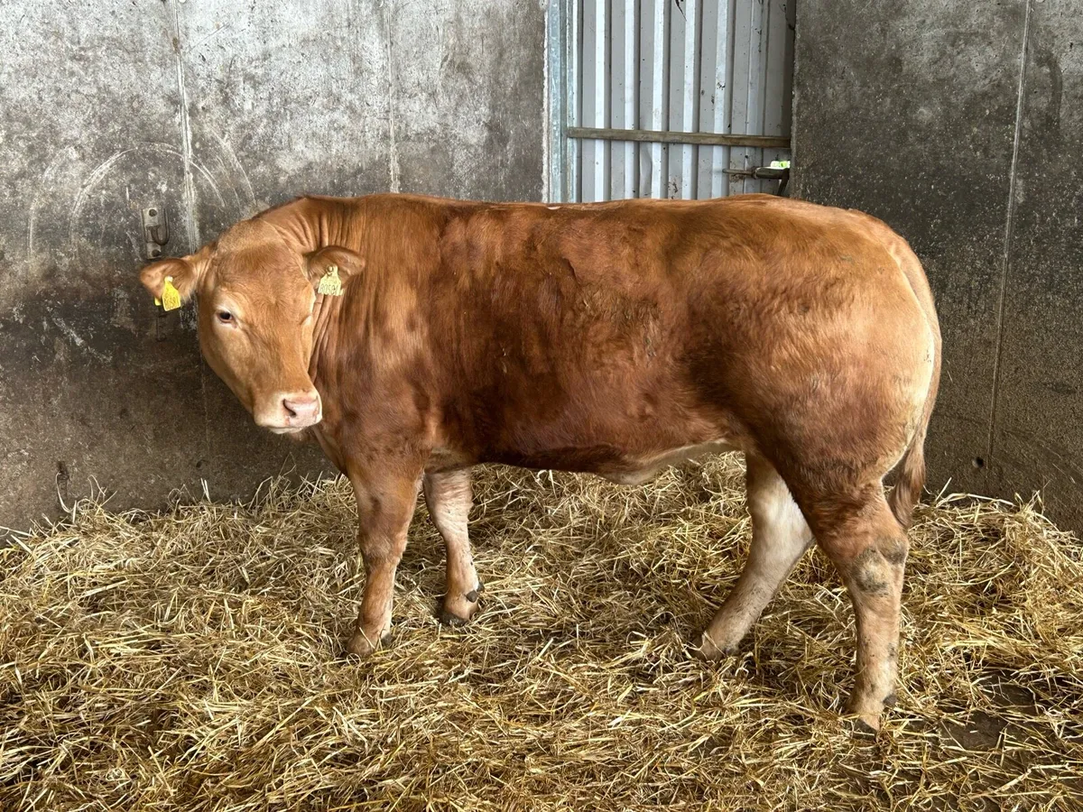 2 Cracking U+ Grade Limousine Bulling Heifers - Image 4