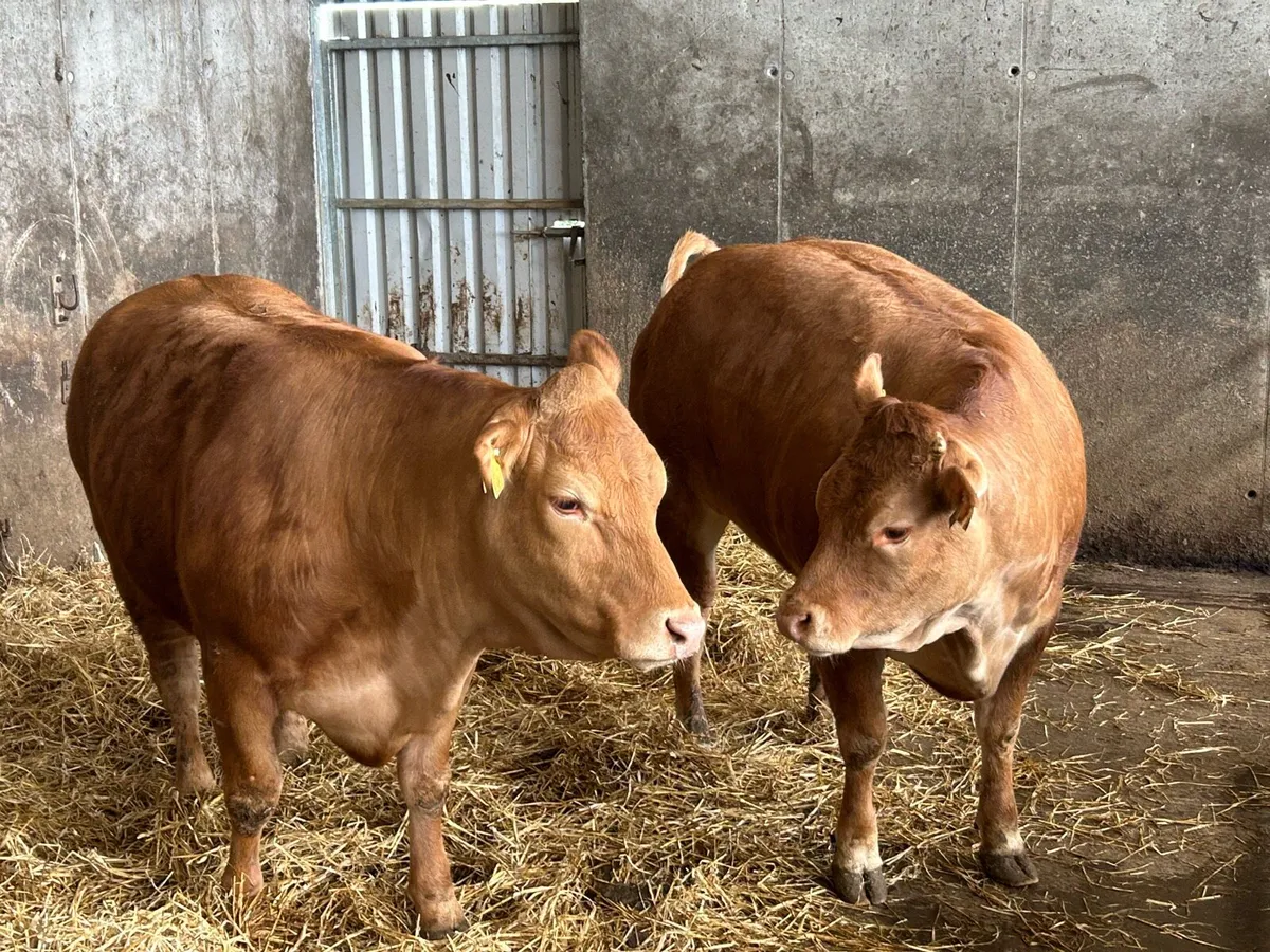 2 Cracking U+ Grade Limousine Bulling Heifers - Image 1