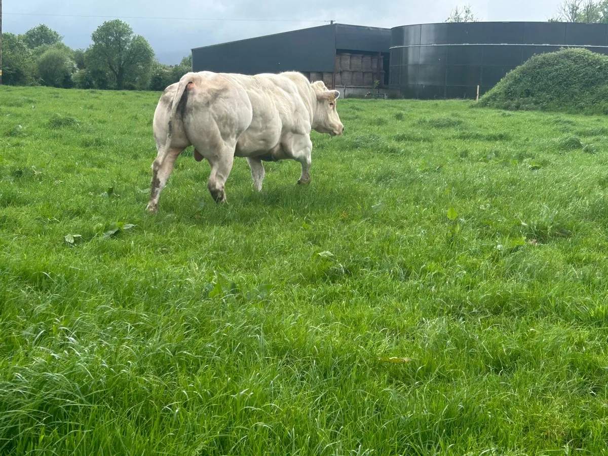 BB bull - Image 2