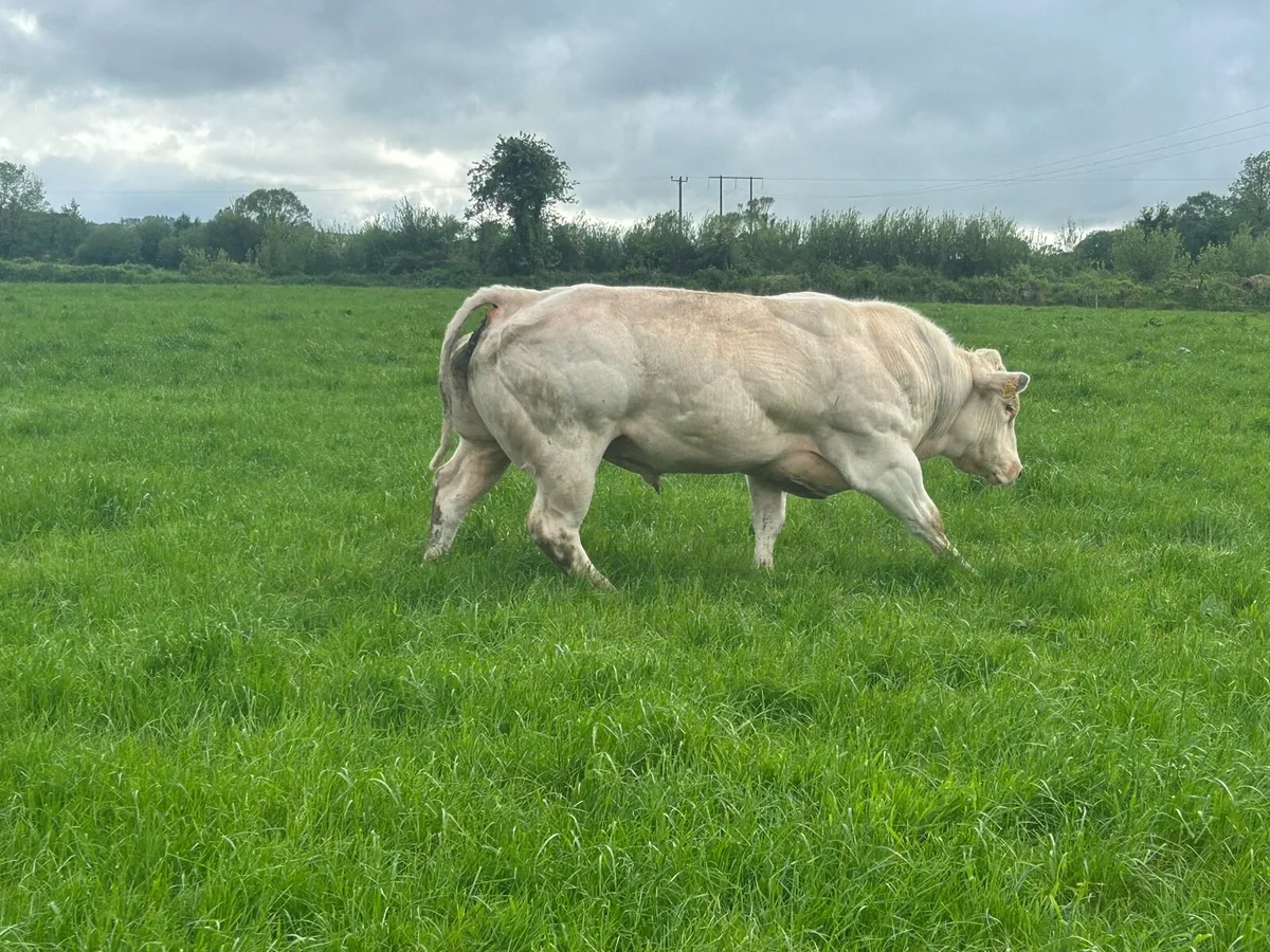 BB bull - Image 3
