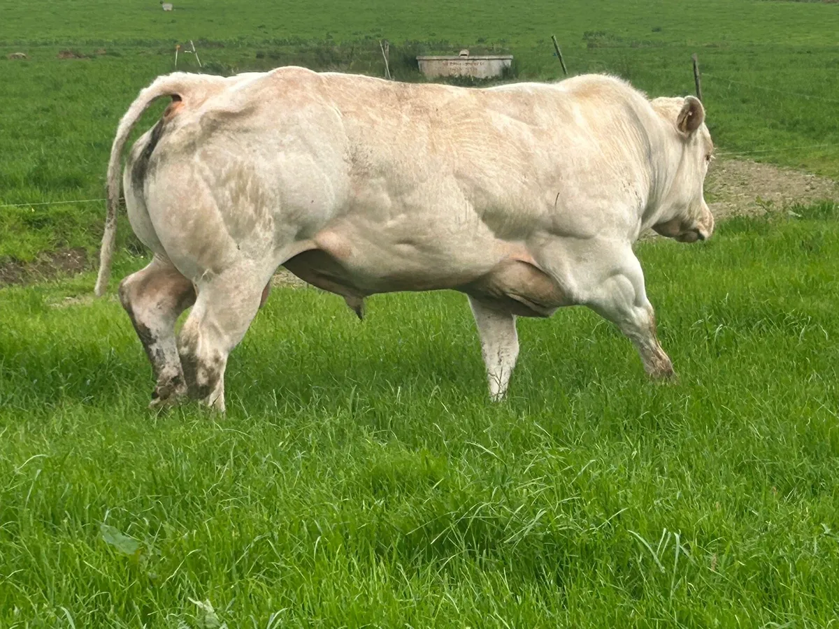 BB bull - Image 4