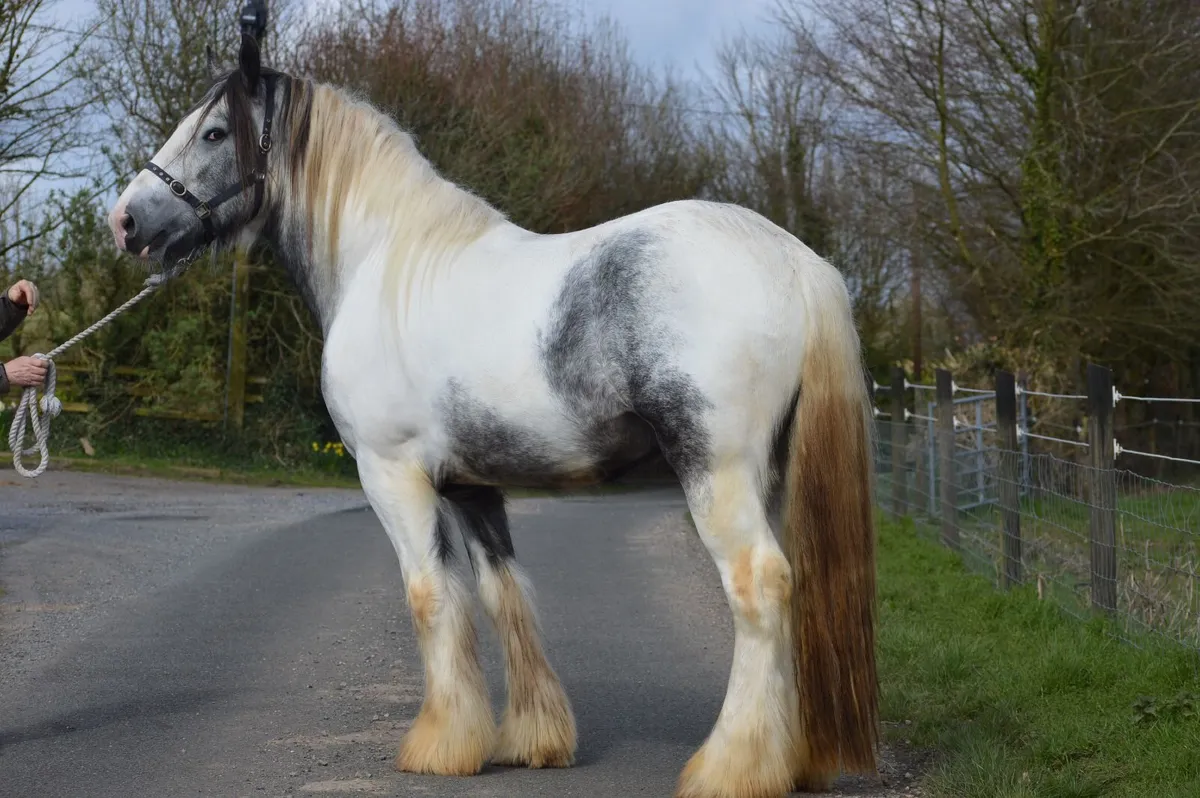 3Yr Old Gelding, 16.3hh - Image 1