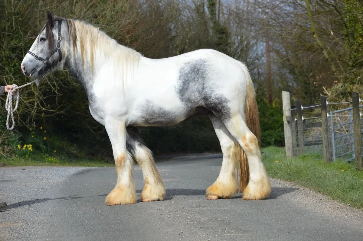 3Yr Old Gelding, 16.3hh - Image 2