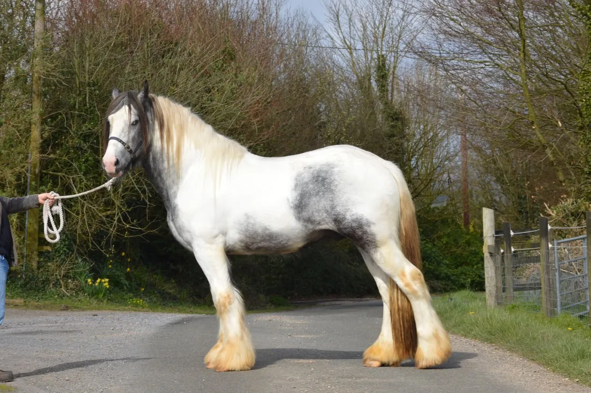 3Yr Old Gelding, 16.3hh - Image 3