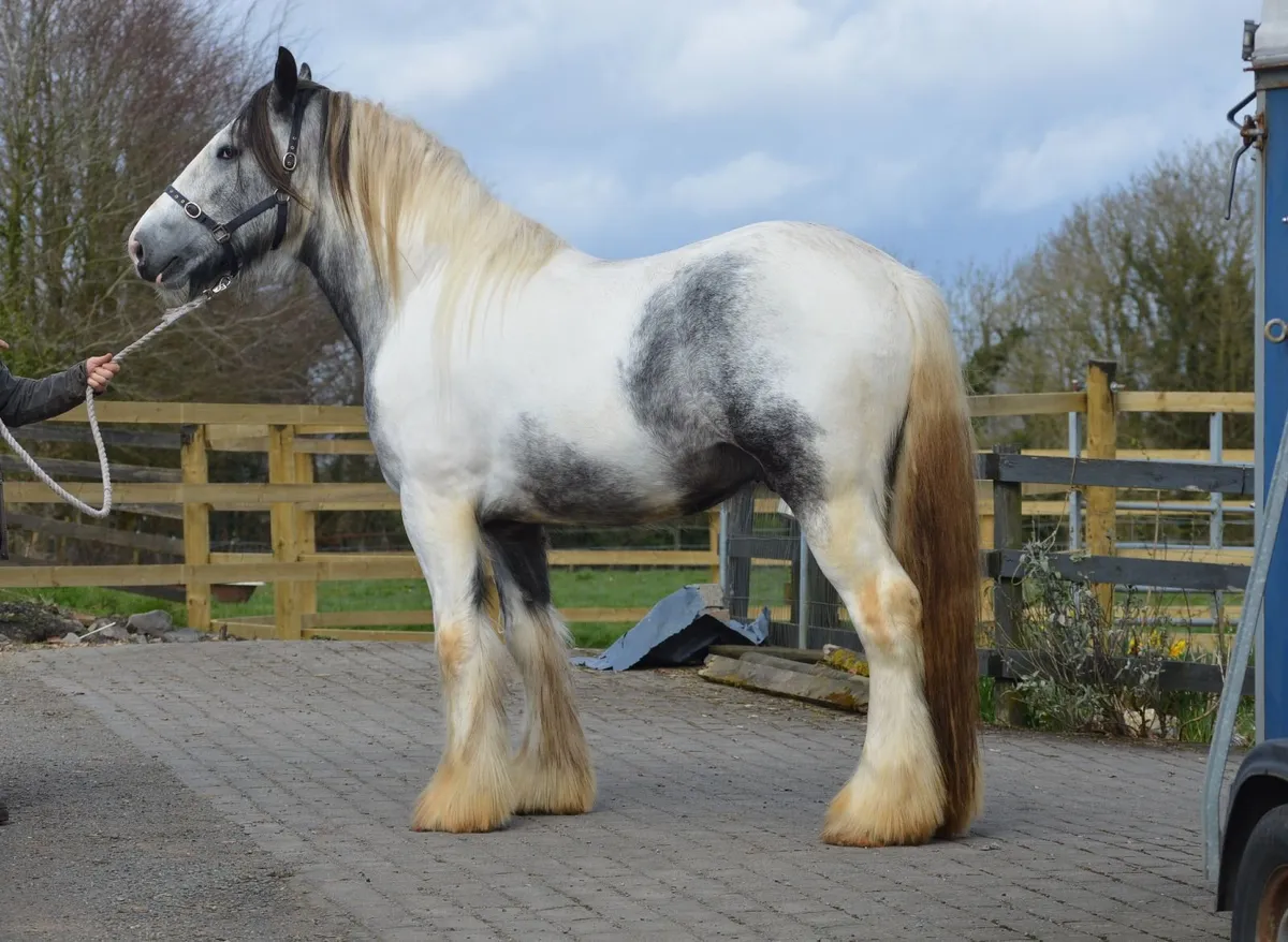 3Yr Old Gelding, 16.3hh - Image 4