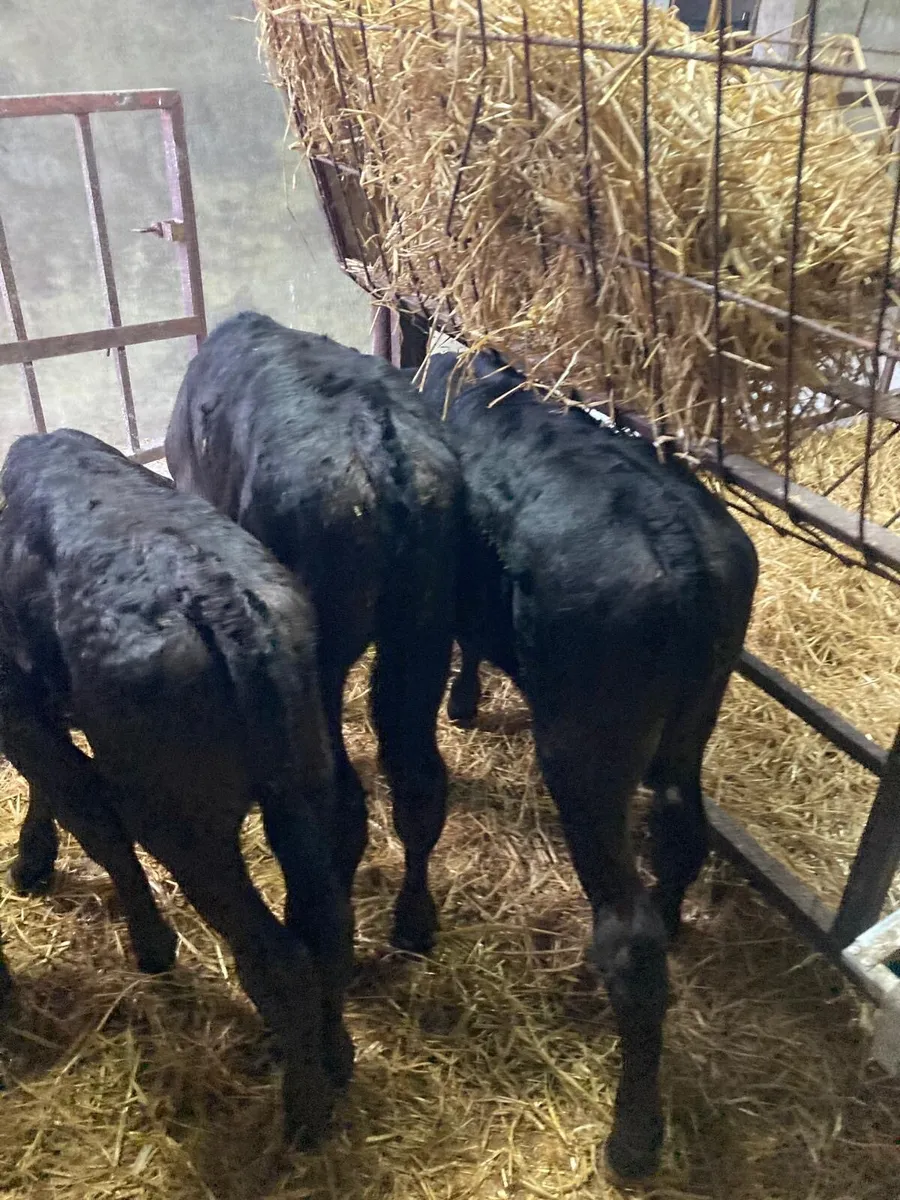 Limousin calves - Image 2