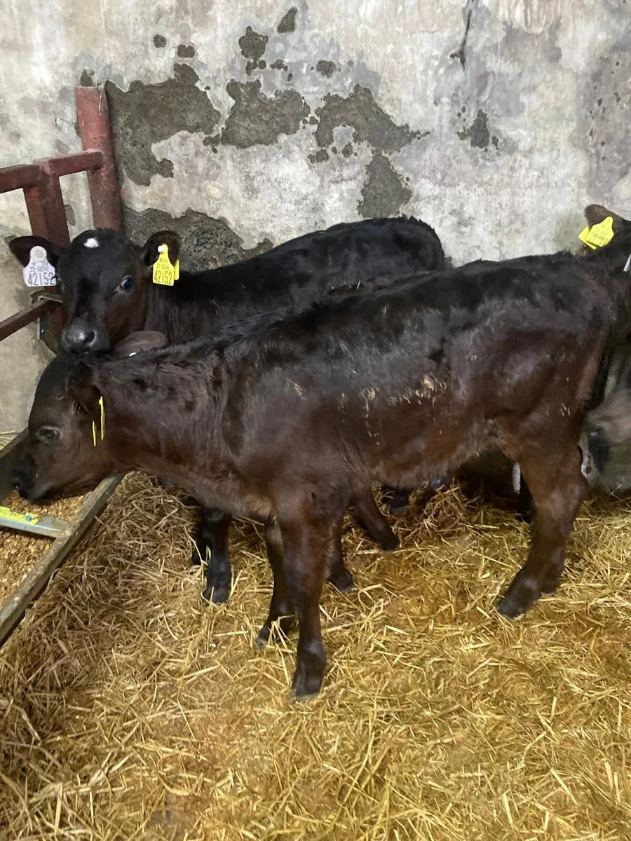 Limousin calves - Image 3