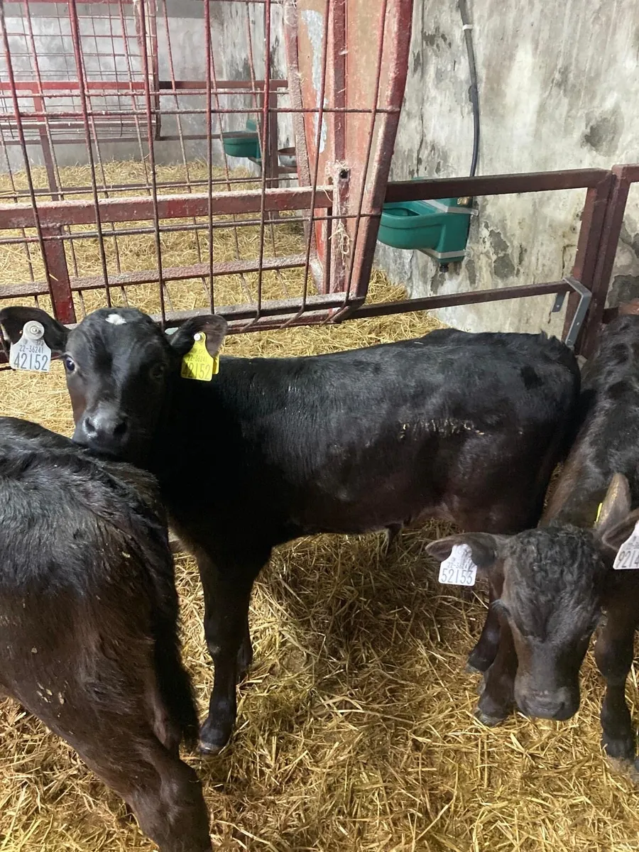 Limousin calves - Image 1