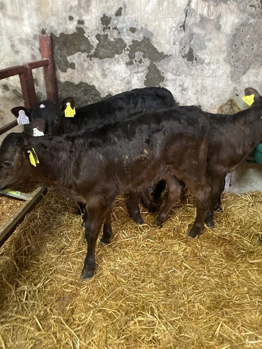 Limousin calves - Image 4