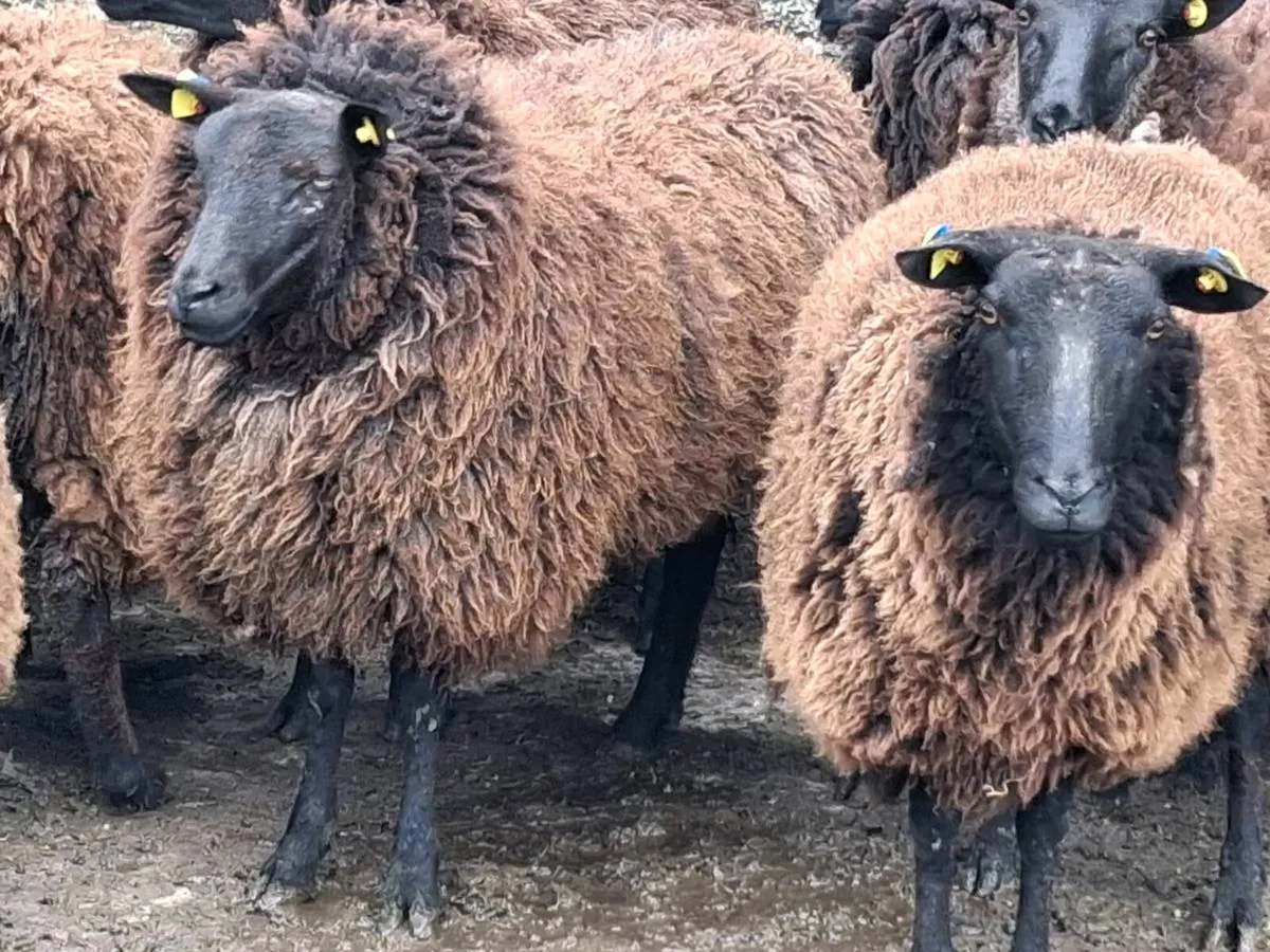 20 Super Dutch Spotted Ewe Hoggets - Image 2