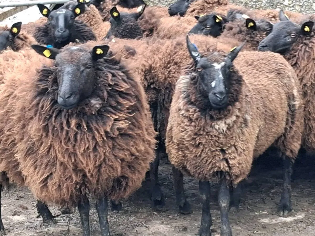 20 Super Dutch Spotted Ewe Hoggets - Image 3
