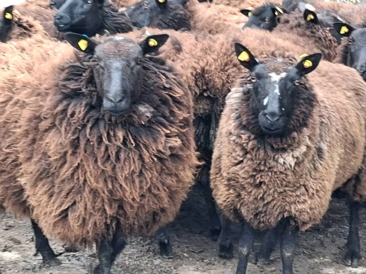 20 Super Dutch Spotted Ewe Hoggets - Image 4