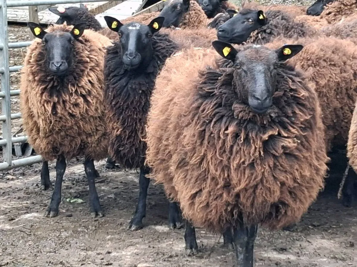 20 Super Dutch Spotted Ewe Hoggets - Image 1
