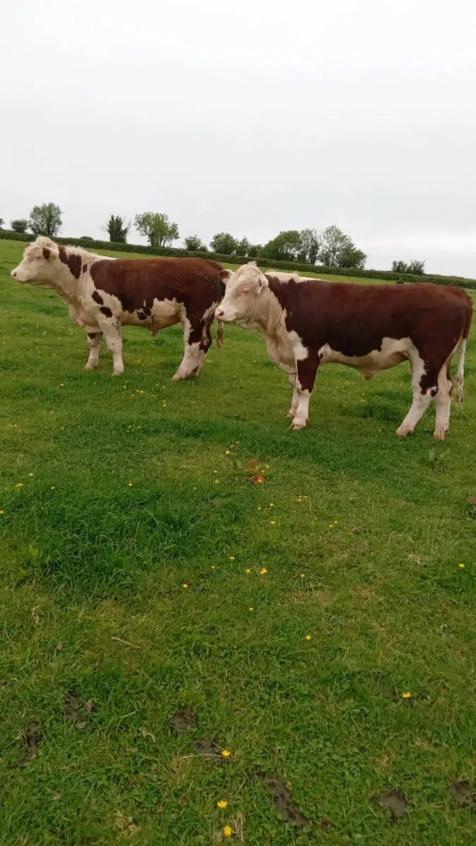 Hereford Bulls - Image 1