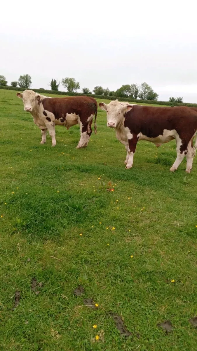 Hereford Bulls - Image 2