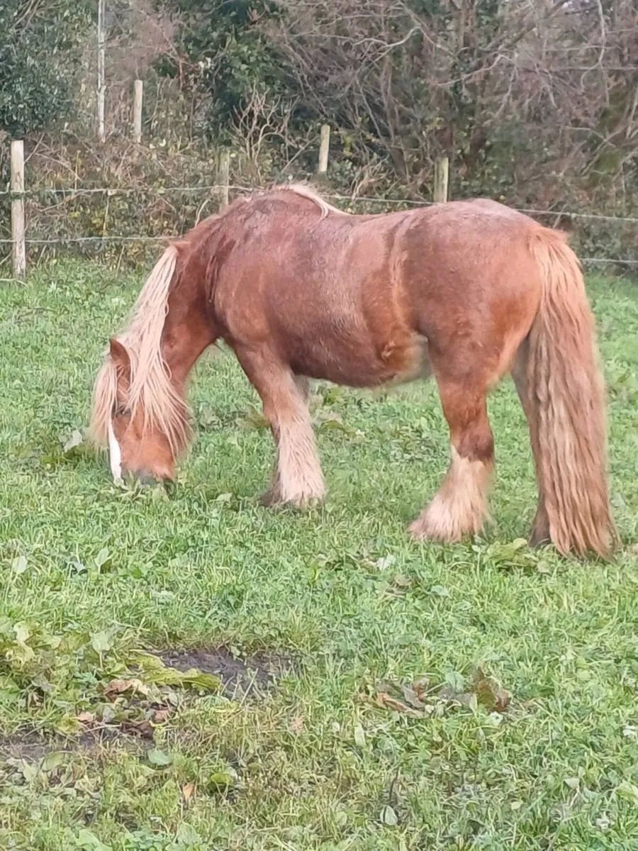 Mare with foal at foot - Image 1