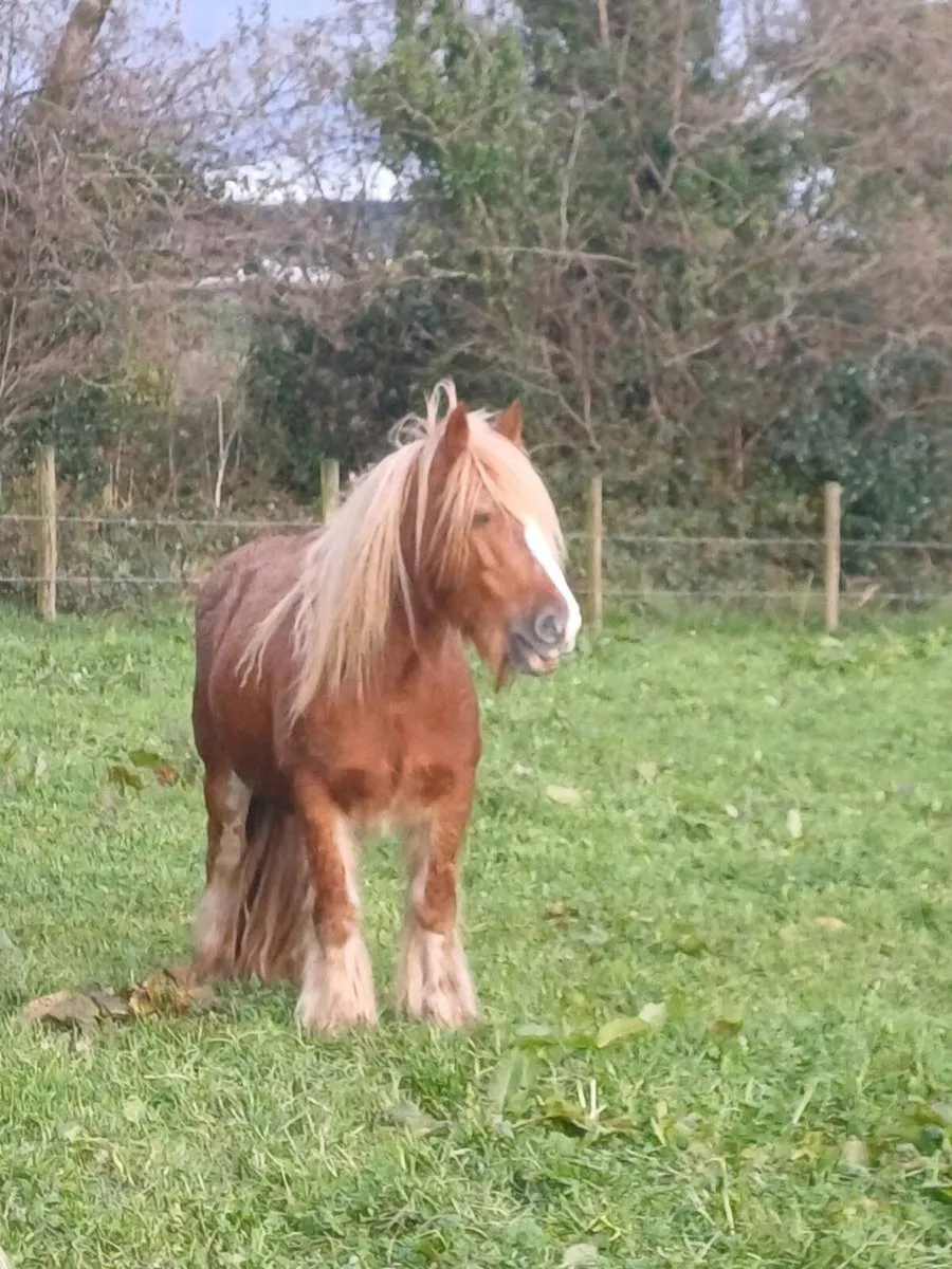 Mare with foal at foot - Image 2