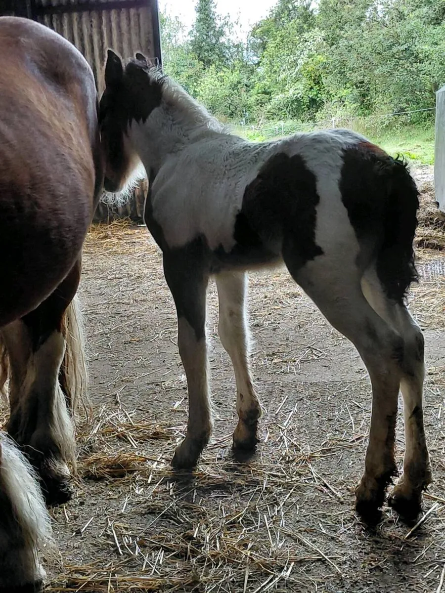 Mare with foal at foot - Image 3