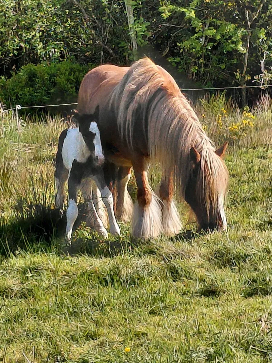 Mare with foal at foot - Image 4