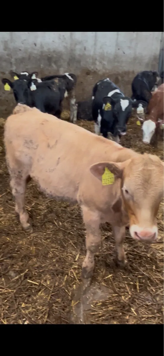 Reared Calves - Image 1
