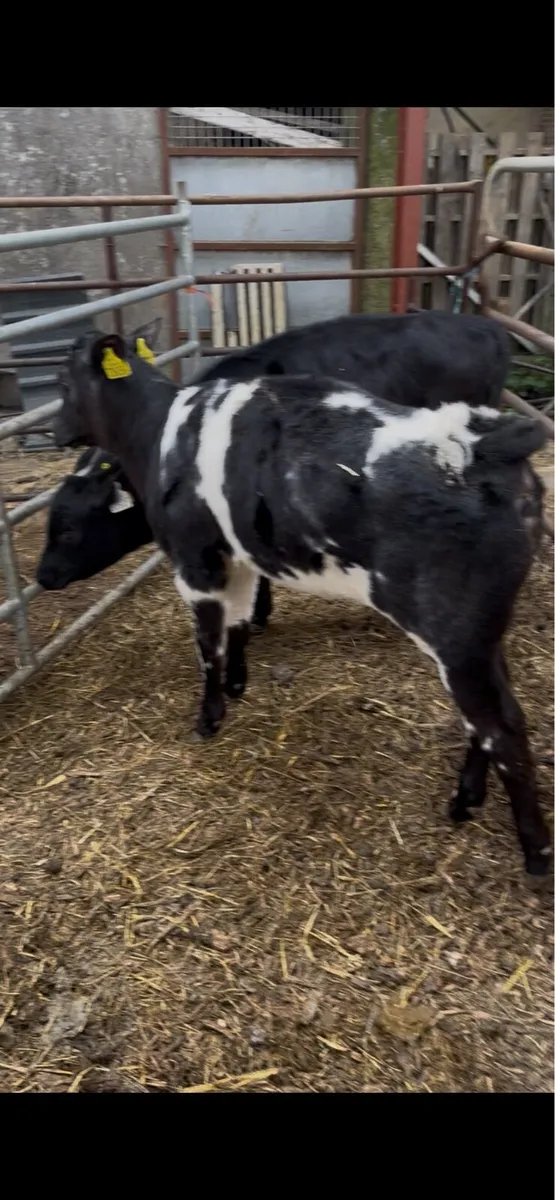 Reared Calves - Image 2