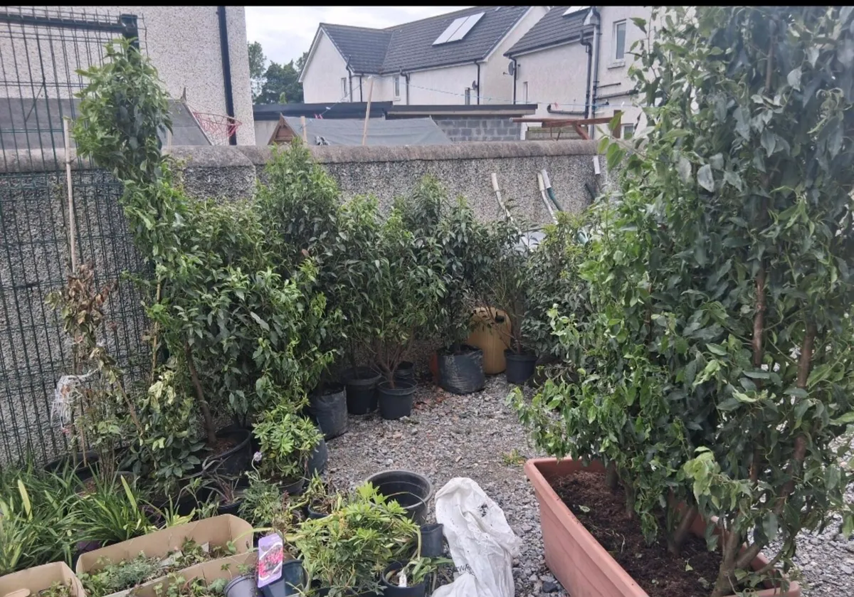 Portuguese laurel hedging - Image 1