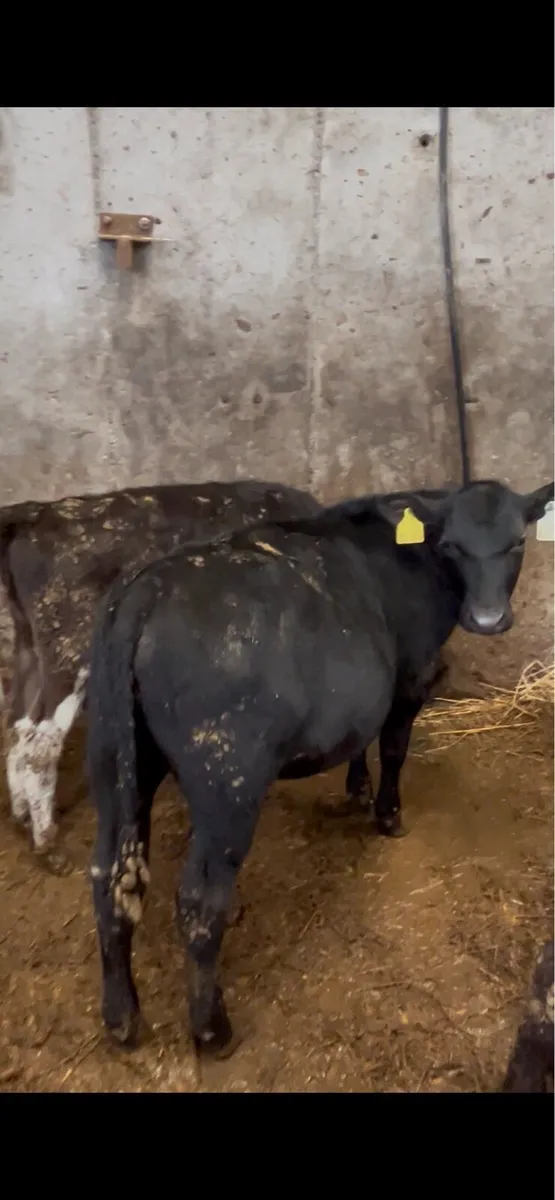 Reared Calves - Image 3