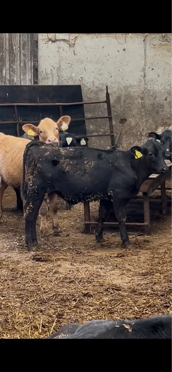 Reared Calves - Image 4