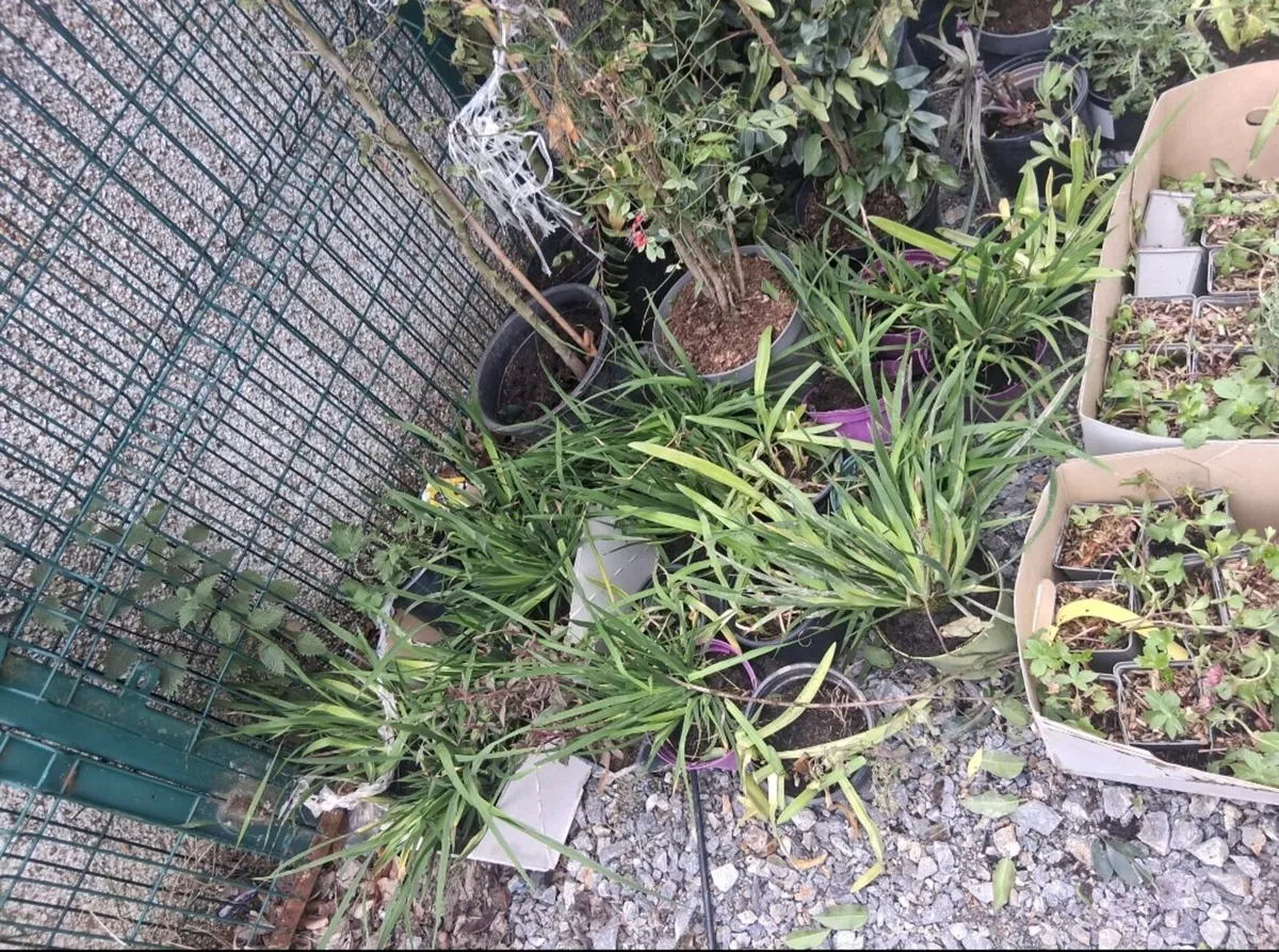 Portuguese laurel hedging - Image 3
