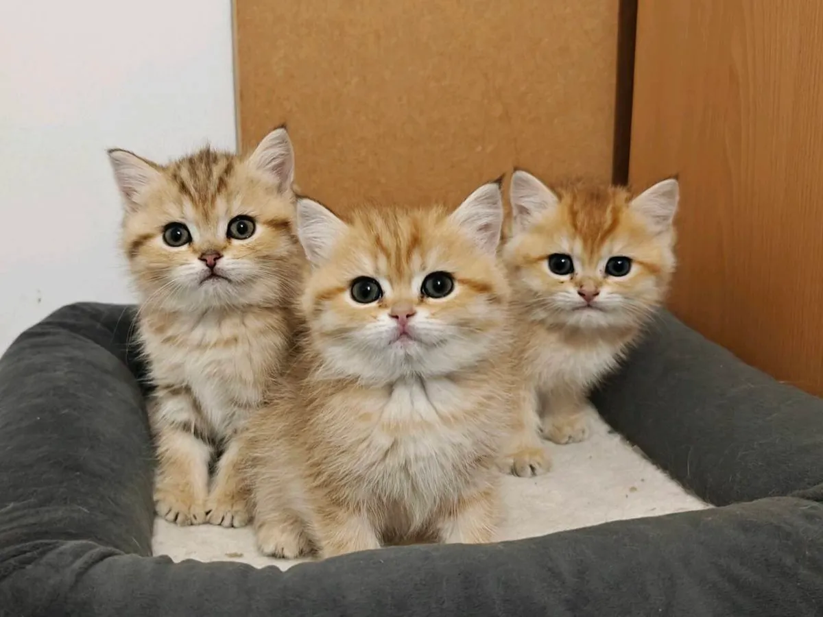 British Short hair kittens - Image 1