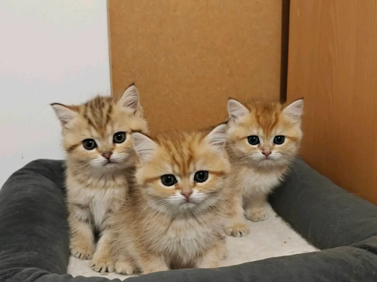 British Short hair kittens - Image 2
