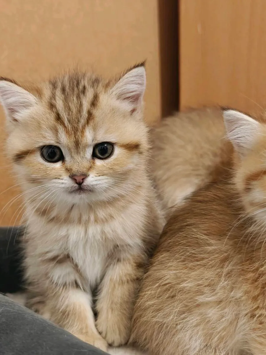 British Short hair kittens - Image 3