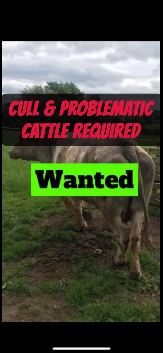 All cattle bought
