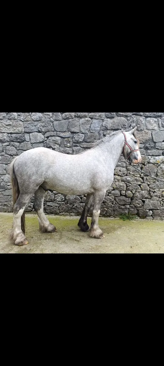 3 year old cob - Image 2