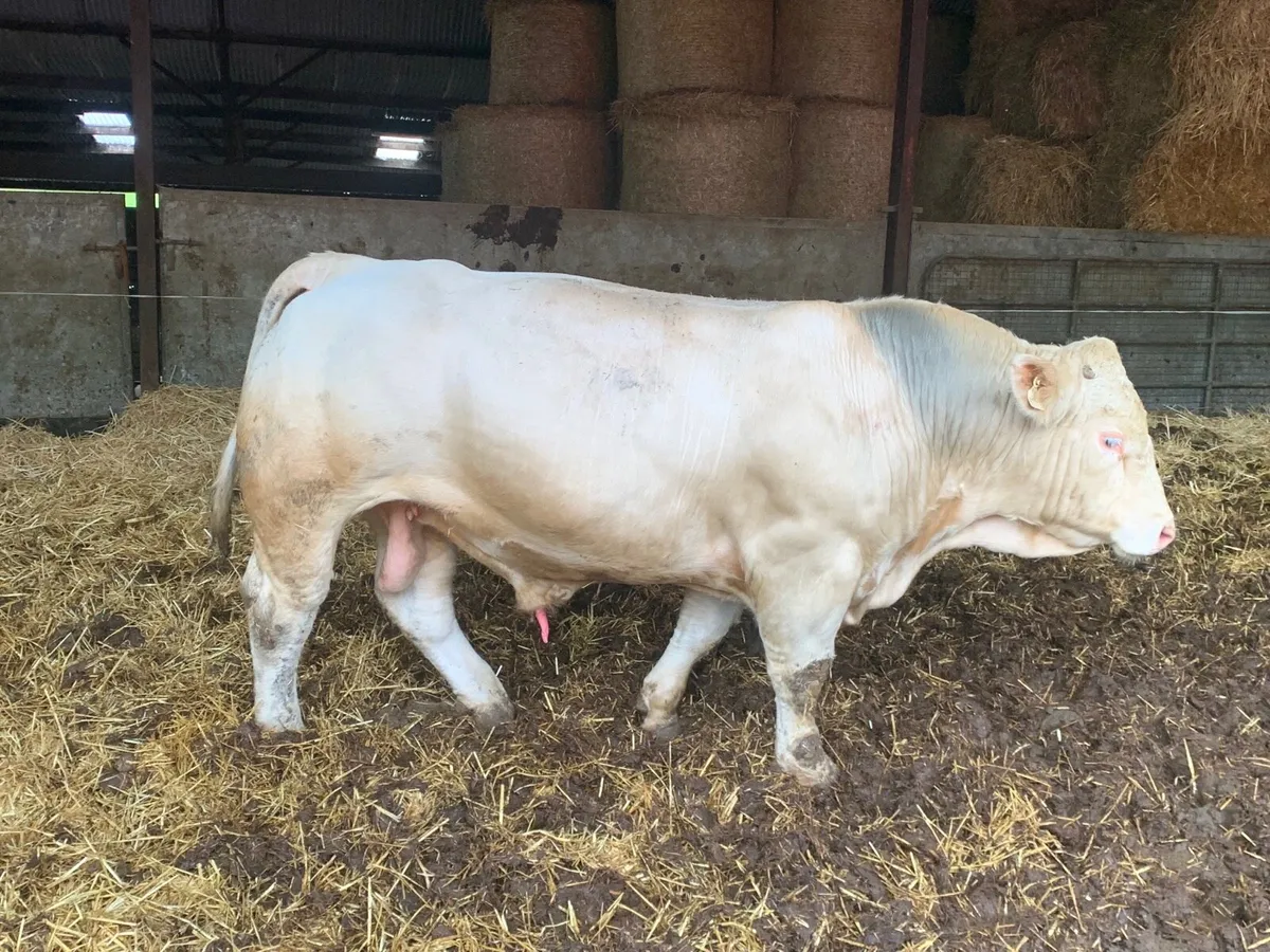 Bulls - Image 1