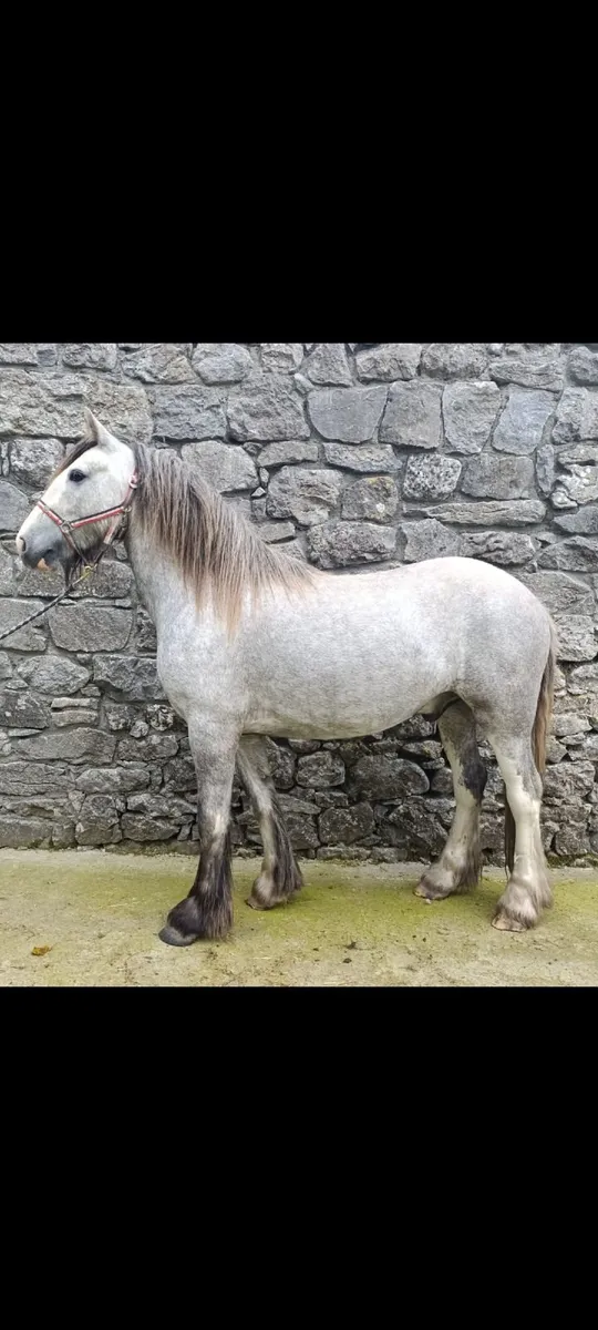 3 year old cob - Image 4