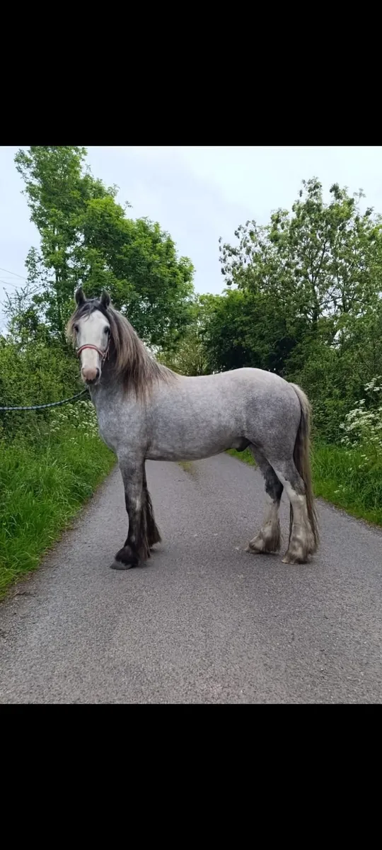 3 year old cob - Image 1
