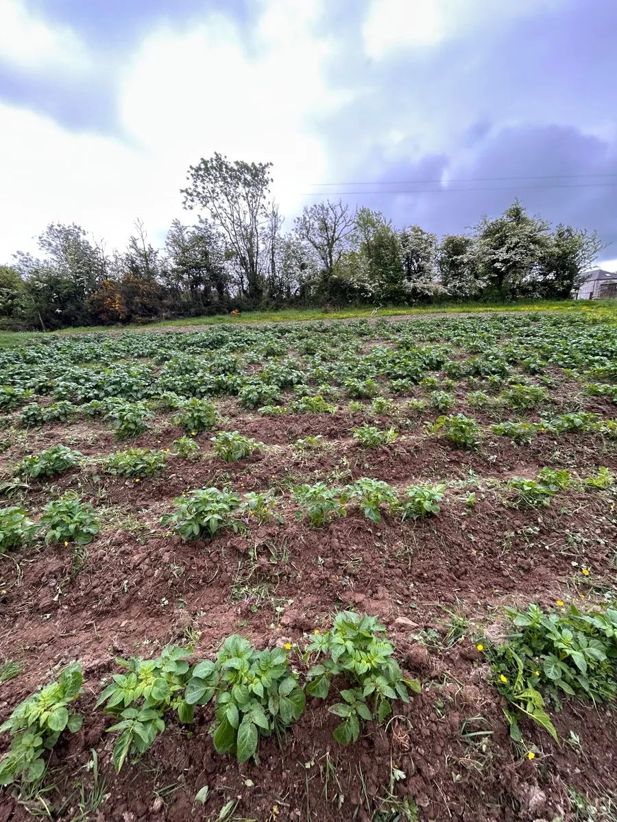 New season potatoes - Image 3